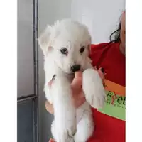 Foto dell\'animale Comune di Salerno - 380260043969994