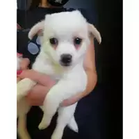 Foto dell\'animale Comune di Salerno - 380260043970957