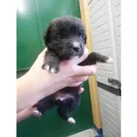 Foto dell\'animale Comune di Salerno - 380260043968601