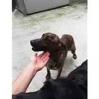 Foto dell\'animale Comune di Salerno - 380260043970418