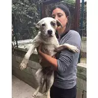 Foto dell\'animale Comune di Salerno - 380260043968389