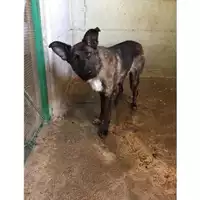 Foto dell\'animale Comune di Salerno - 380260043967974