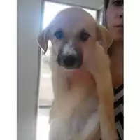 Foto dell\'animale Comune di Salerno - 380260043970147