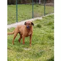 Foto dell\'animale Comune di Salerno - 380260042971155