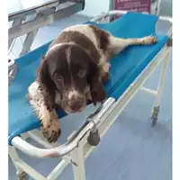 Foto dell\'animale Comune di Salerno - 380260043968497