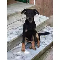 Foto dell\'animale Comune di Salerno - 380260042333503
