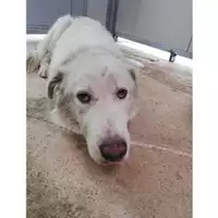 Foto dell\'animale Comune di Salerno - 380260043977619