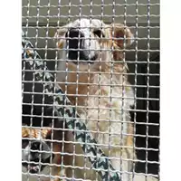 Foto dell\'animale Comune di Salerno - 380260100278526