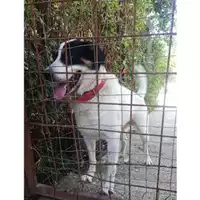 Foto dell\'animale Comune di Salerno - 380260043968724