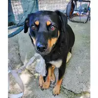 Foto dell\'animale Comune di Salerno - 380260043968695