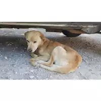 Foto dell\'animale Comune di Salerno - 380260043968421