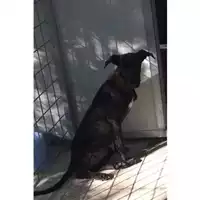 Foto dell\'animale Comune di Salerno - 380260043977470