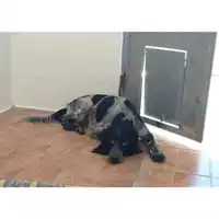 Foto dell\'animale Comune di Salerno - 380260004057015