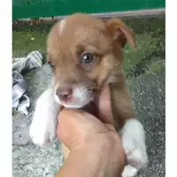 Foto dell\'animale Comune di Salerno - 380260043970804