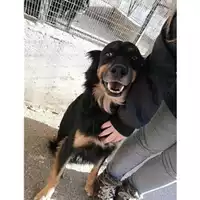 Foto dell\'animale Comune di Salerno - 380260041244588