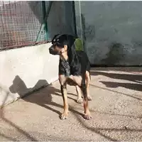 Foto dell\'animale Comune di Salerno - 380260042992896