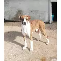 Foto dell\'animale Comune di Salerno - 380260042998815