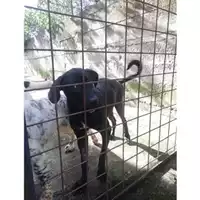 Foto dell\'animale Comune di Salerno - 380260043977401