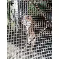 Foto dell\'animale Comune di Salerno - 380260044010476