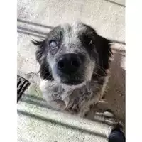 Foto dell\'animale Comune di Salerno - 380260040808150
