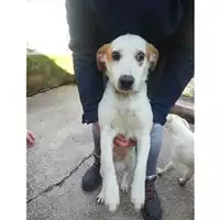 Foto dell\'animale Comune di Salerno - 380260043977779