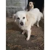 Foto dell\'animale Comune di Salerno - 380260002227745