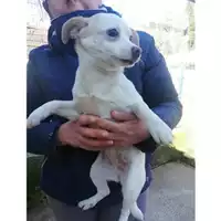 Foto dell\'animale Comune di Salerno - 380260043975524