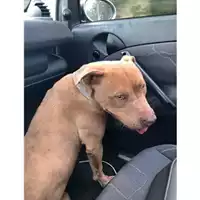 Foto dell\'animale Comune di Salerno - 380260044007562
