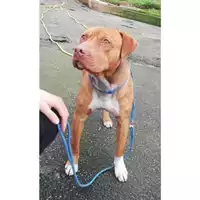 Foto dell\'animale Comune di Salerno - 380260043968396