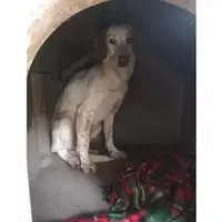 Foto dell\'animale Comune di Salerno - 380260044040860