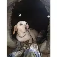 Foto dell\'animale Comune di Salerno - 380260043968297
