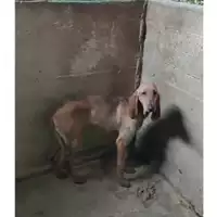 Foto dell\'animale Comune di Salerno - 380260044040809