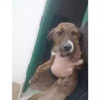 Foto dell\'animale Comune di Salerno - 380260044008138
