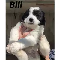 Foto dell\'animale SAN MANGO PIEMONTE - 380260044041548