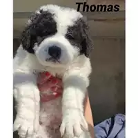 Foto dell\'animale SAN MANGO PIEMONTE - 380260044041028