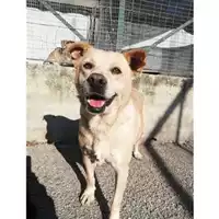 Foto dell\'animale Comune di Salerno - 968000005710009
