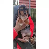 Foto dell\'animale Comune di Salerno - 380260043970346