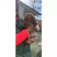 Foto dell\'animale Comune di Salerno - 380260043970162