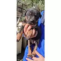 Foto dell\'animale Comune di Salerno - 380260044007644