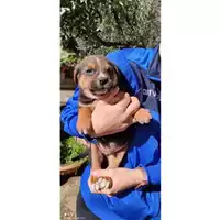 Foto dell\'animale Comune di Salerno - 380260044008260
