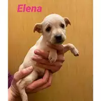 Foto dell\'animale Comune di Salerno - 380260044007818