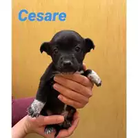 Foto dell\'animale Comune di Salerno - 380260044007441