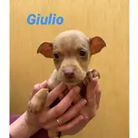 Foto dell\'animale Comune di Salerno - 380260044007799