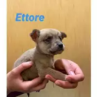 Foto dell\'animale Comune di Salerno - 380260044007800
