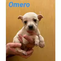 Foto dell\'animale Comune di Salerno - 380260044008334