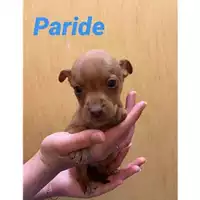 Foto dell\'animale Comune di Salerno - 380260044007464