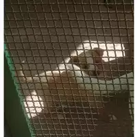 Foto dell\'animale Comune di Salerno - 380260044007595