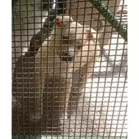 Foto dell\'animale Comune di Salerno - 380260044007802
