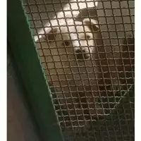 Foto dell\'animale Comune di Salerno - 380260044011008