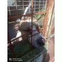 Foto dell\'animale Comune di Salerno - 380260044040664